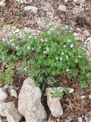 Nemophila phacelioides
