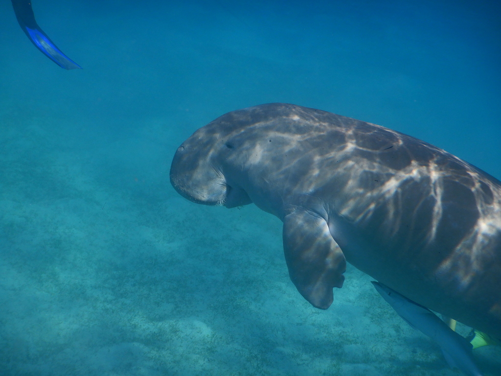 Dugong swimming in clear blue water, light rippling on its back