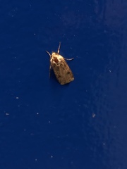 Lepidoptera