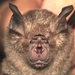 Acuminate Horseshoe Bat - Photo (c) A. Restu Dwikelana, some rights reserved (CC BY-NC), uploaded by A. Restu Dwikelana