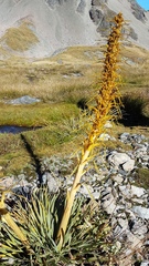 Aciphylla colensoi