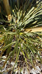 Aciphylla colensoi