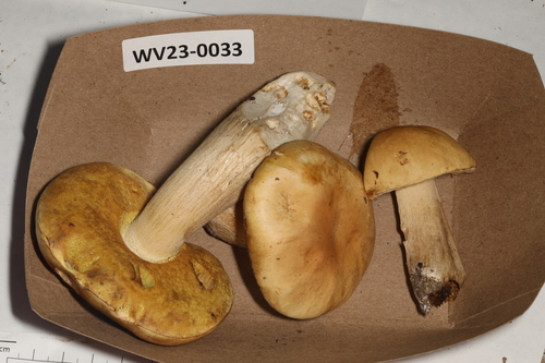 Boletus edulis