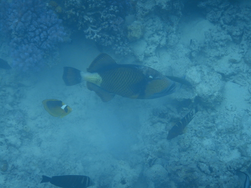 Titan Triggerfish — seen at this dive site