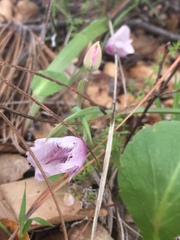 Calochortus tolmiei