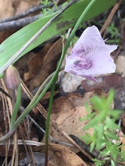 Calochortus tolmiei