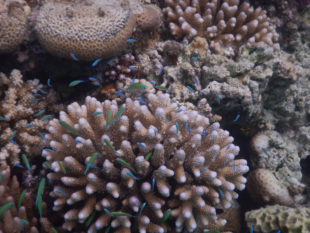 Acropora gemmifera