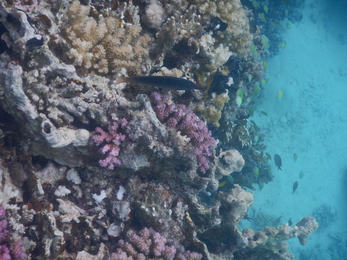 Red Sea Bird Wrasse — seen at this dive site