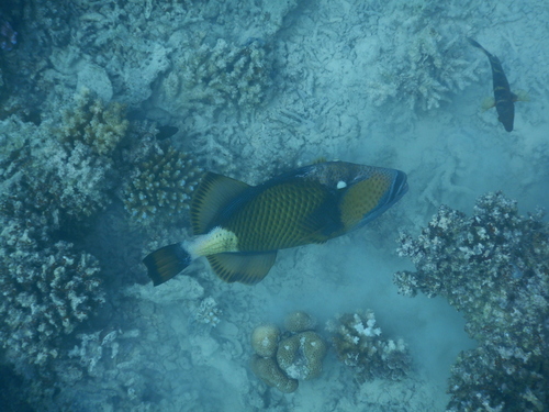 Titan Triggerfish — seen at this dive site