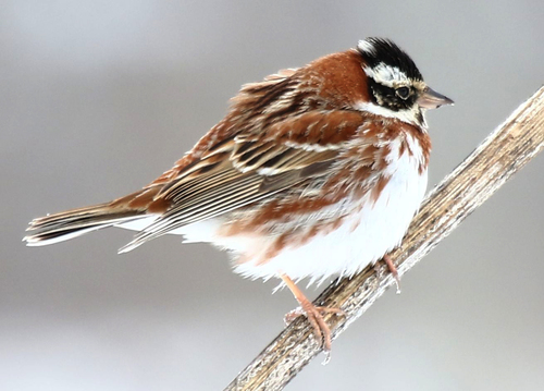 Rustic Bunting