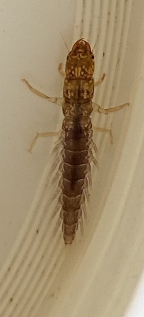 Leptosialis