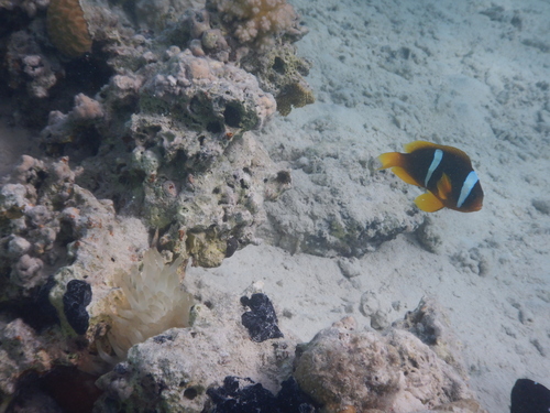 Red Sea Anemonefish — seen at this dive site