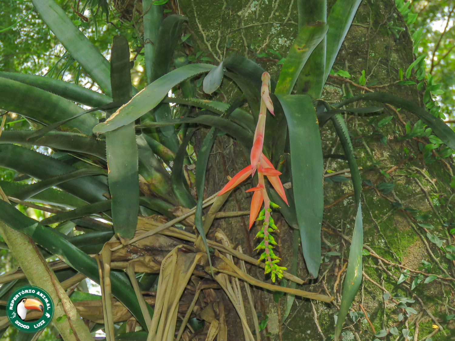 Aechmea nudicaulis