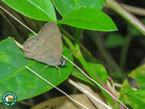 Cissia eous photo 2