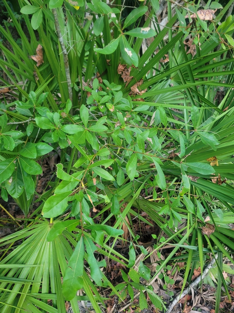 swamp laurel oak from Sebring, FL 33872, USA on November 10, 2023 at 05 ...