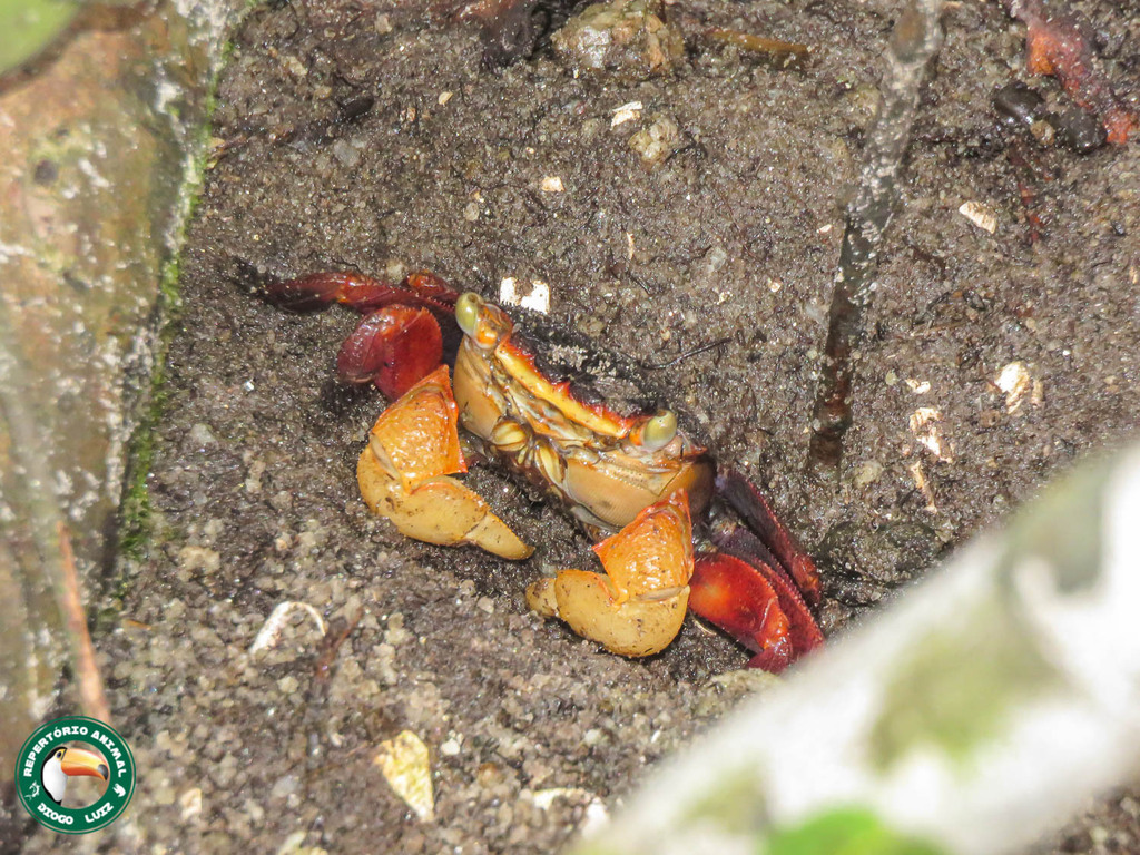 Sesarma rectum