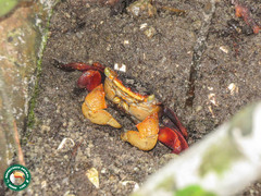 Yellow finger marsh crab