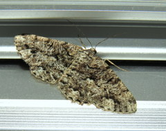 Hypomecis externaria