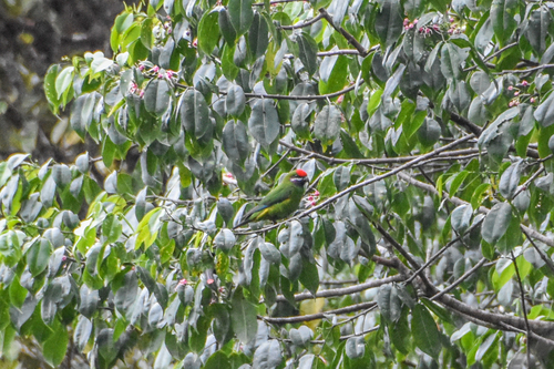 Plum-faced Lorikeet (Oreopsittacus arfaki), photo 4