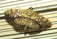 Haritalodes obliqualis