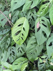 Monstera adansonii image