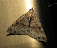 Lithilaria
