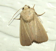 Leucania abdominalis