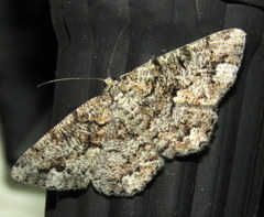 Hypomecis externaria