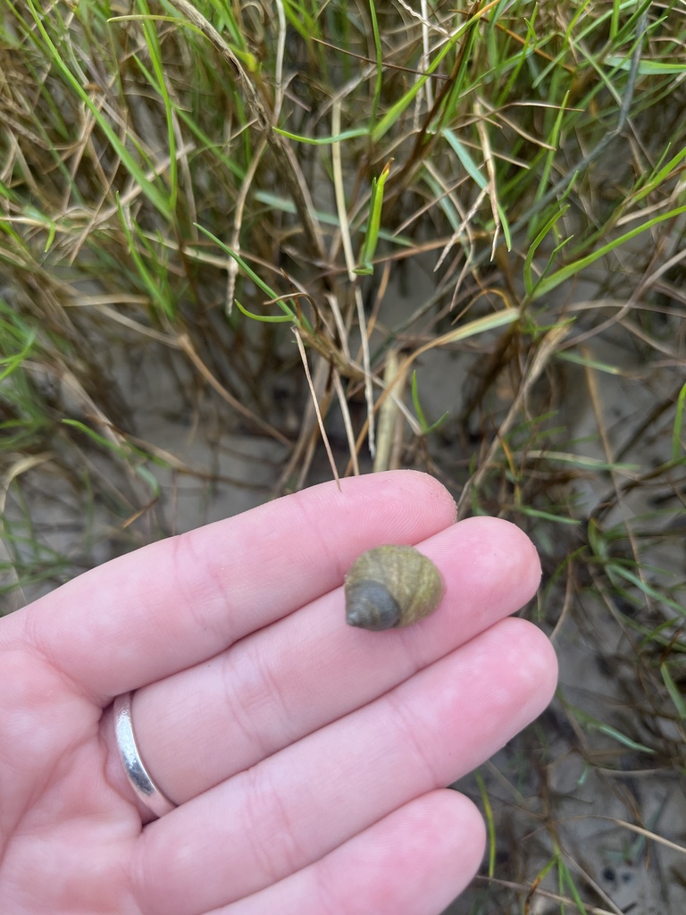 Marsh Periwinkle from James Island, James Island, SC, US on November 15