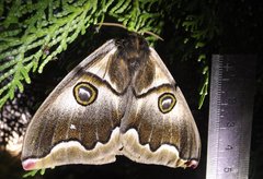 Polythysana cinerascens