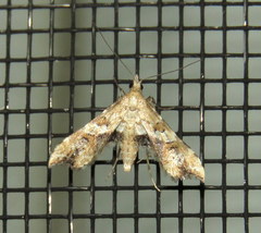 Palaeodes samealis