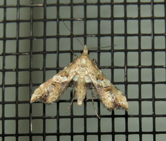 Palaeodes samealis