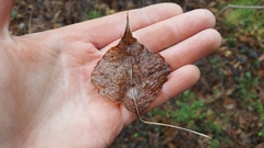 Triadica sebifera
