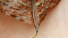 Triadica sebifera
