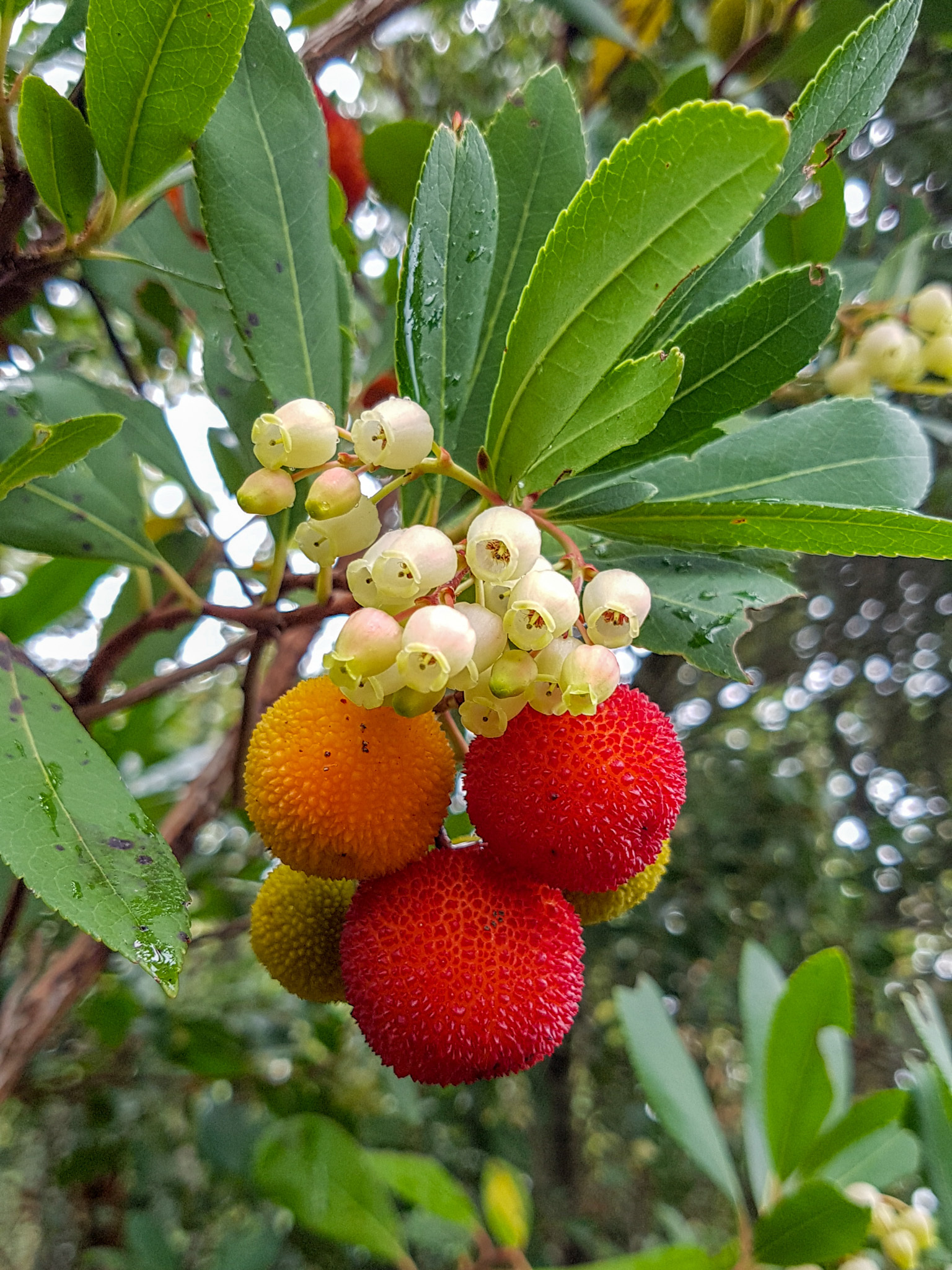 Arbutus