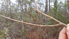 Triadica sebifera