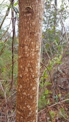 Triadica sebifera