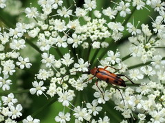 Stenurella septempunctata