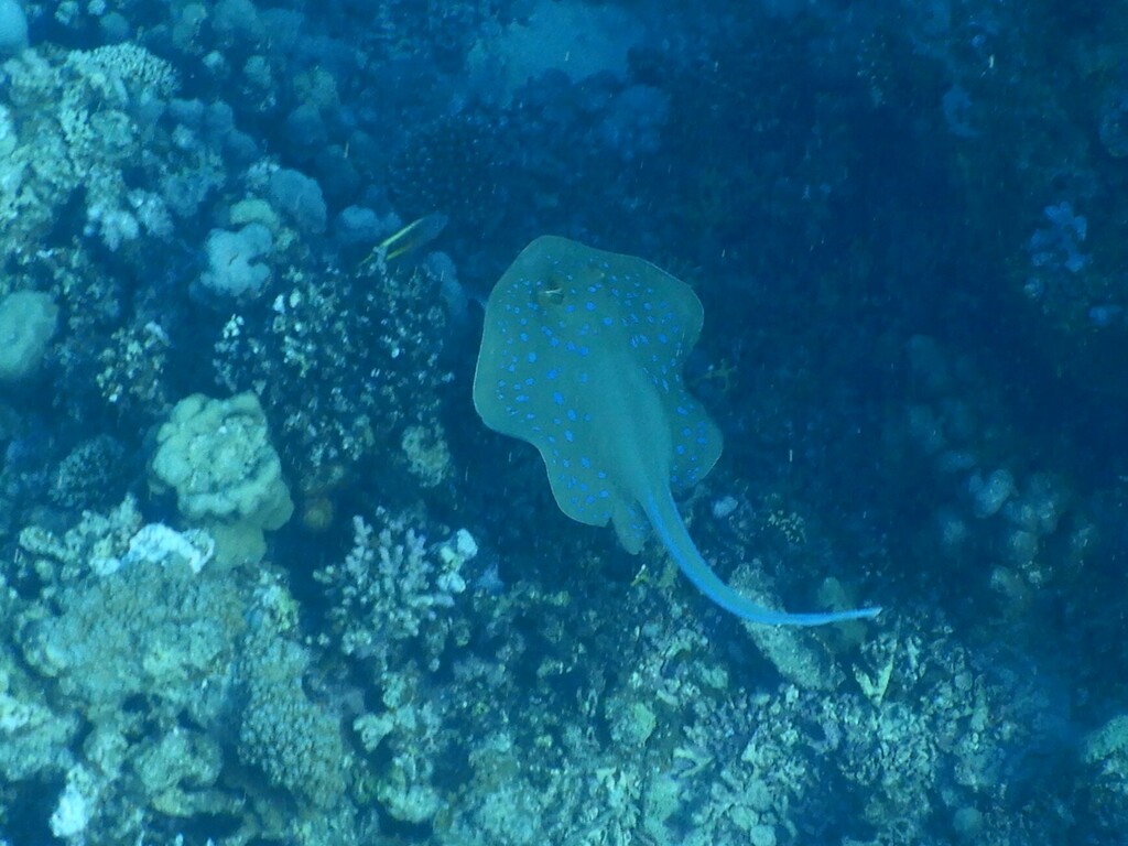 Reef stingray