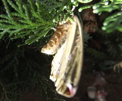 Polythysana cinerascens