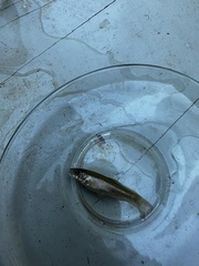 Aegean Chub photo 4