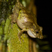 Rana Arboricola Narizona de Boulenger - Photo (c) Brian Gratwicke, algunos derechos reservados (CC BY)