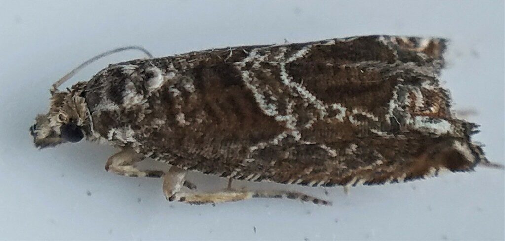 Sonia canadana