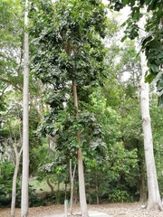 Pachira aquatica