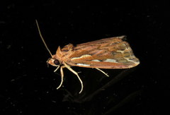Meyrickella torquesauria