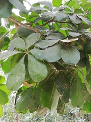 Pachira aquatica