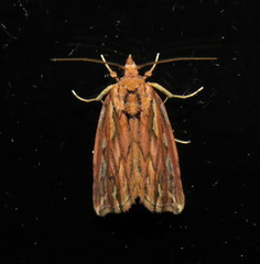 Meyrickella torquesauria