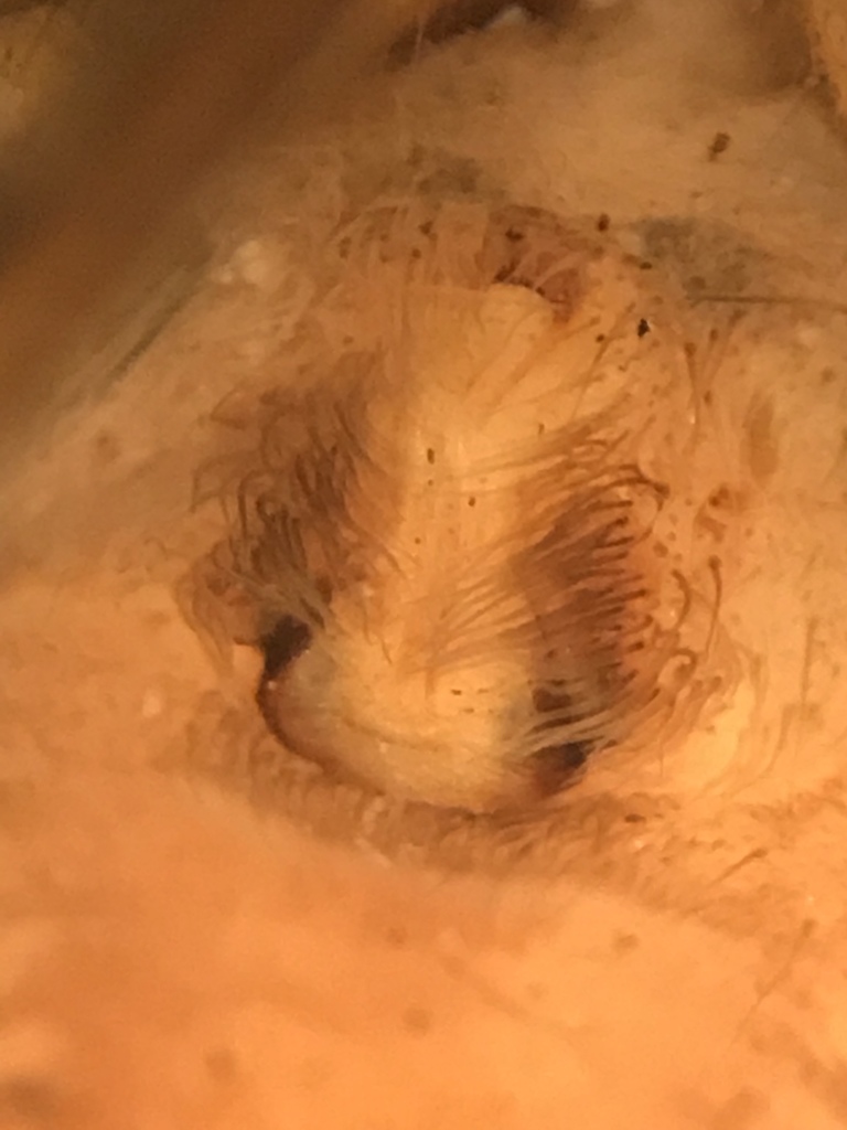 Mackenzie's Thin-legged Wolf Spider