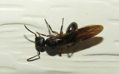 Polyrhachis femorata