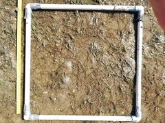 Zostera muelleri